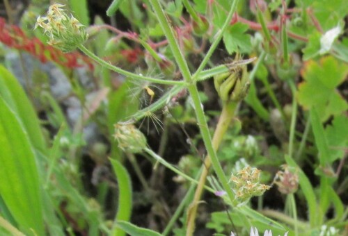 Glandular plantain (Plantago afra)