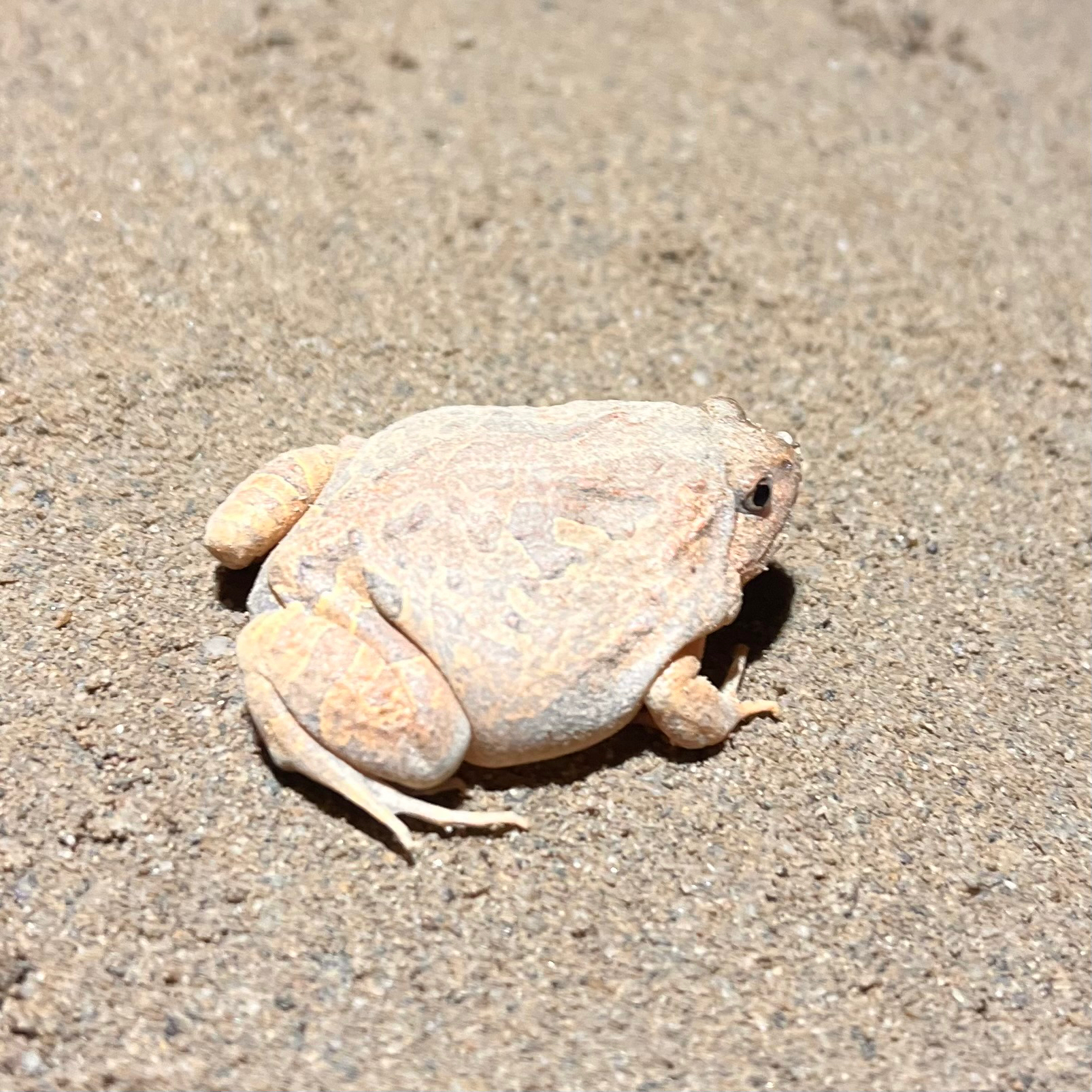 Glyphoglossus huadianensis