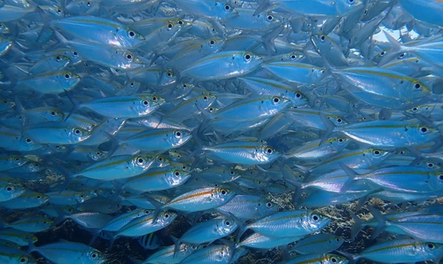 Eye of the sea (Selar boops) — Carangidae