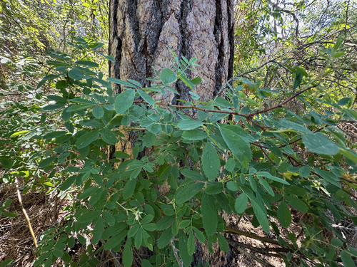 Rosa woodsii