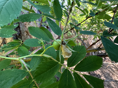 Rosa woodsii