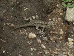 Tropidurus etheridgei