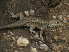 Tropidurus etheridgei