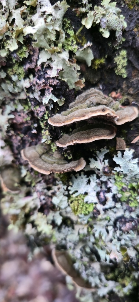 Cerrena unicolor · January 2026 · photo: © leannestacy (iNaturalist, cc0)