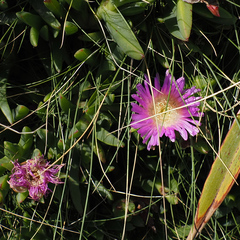 Carpobrotus rossii, photograph author not stated, no rights reserved