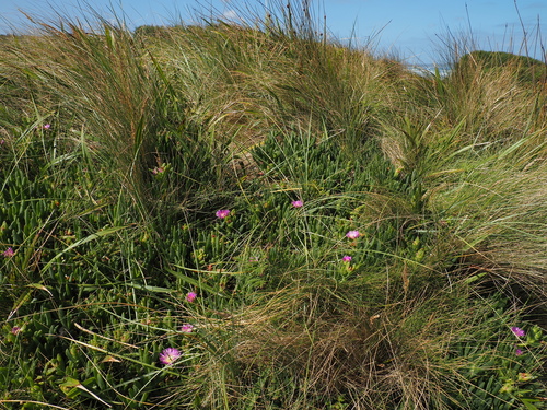 Carpobrotus rossii, photograph 6