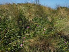 Carpobrotus rossii, photograph author not stated, no rights reserved