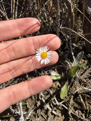 Smallhead Doll's Daisy (Boltonia diffusa)