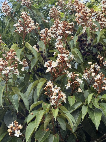 Bixa atlantica