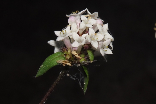 Baja California Girdlepod (Mitracarpus floribundus)