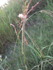 Paramantispa prolixa