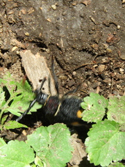 Calocomus desmarestii