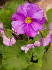 Primula obconica