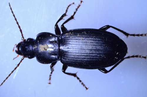 Ground beetle (Pterostichus californicus) photo 2