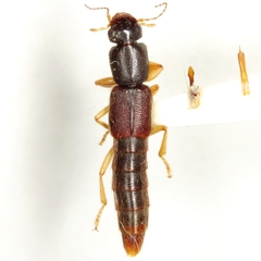 Pinophilus parcus