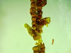 Frullania tamarisci