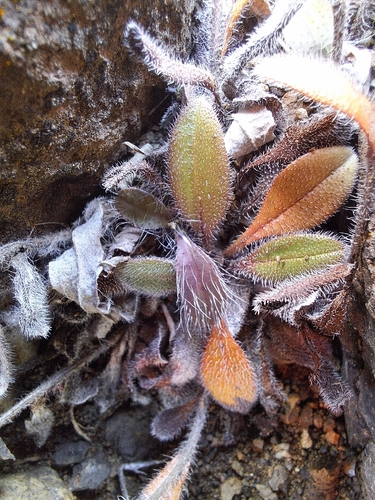 Myosotis australis observed 2026-01-30