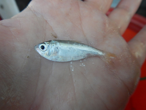Threadfin Shad