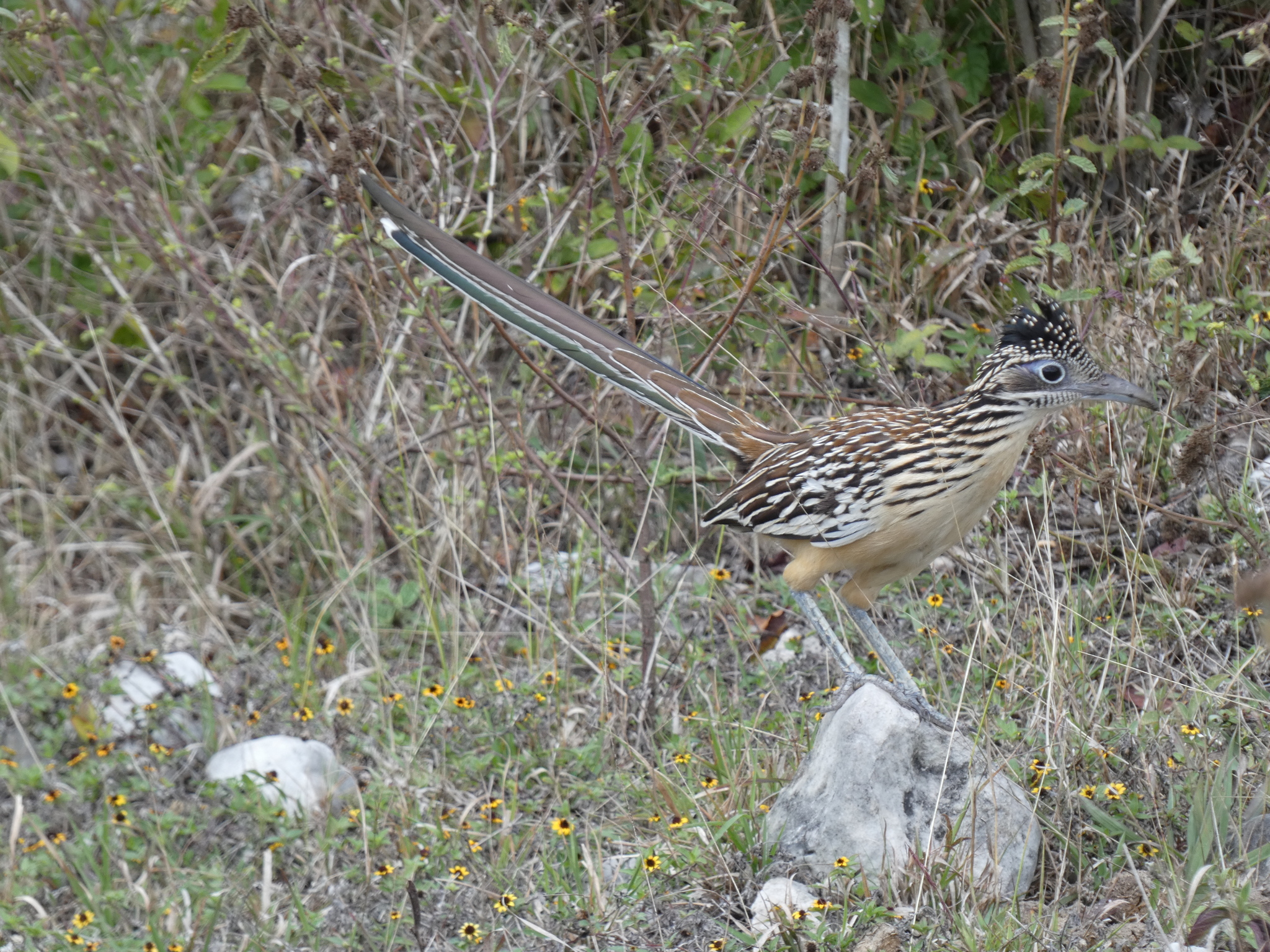 Lesser Roadrunner (Geococcyx velox), photo 3