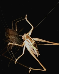 Metaballus brevipennis