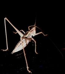 Metaballus brevipennis