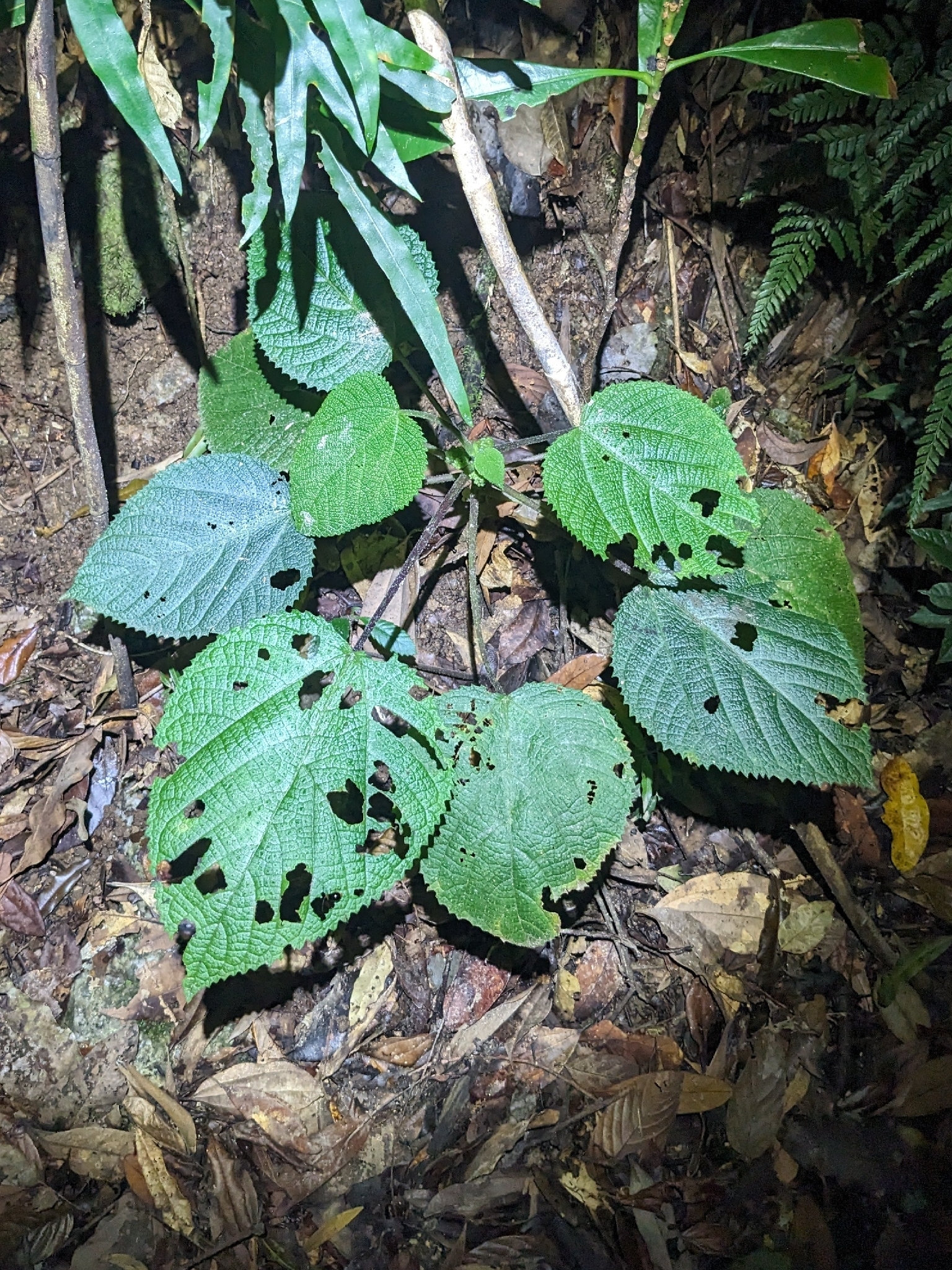 Dendrocnide cordifolia