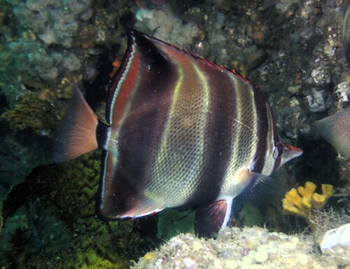 Coralfish (Chelmonops truncatus) — Chaetodontidae — 5