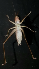 Metaballus brevipennis