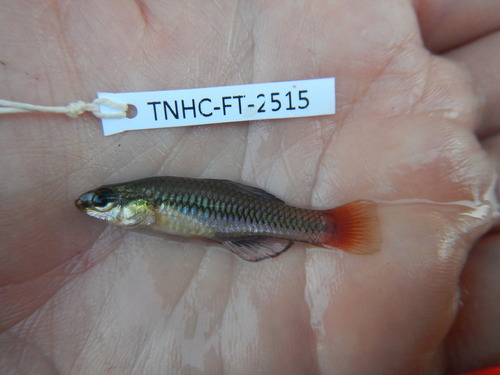 Bluefin killifish (Lucania goodei) — Fundulidae — 3