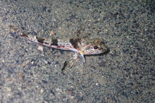 Roughback sculpin (Chitonotus pugetensis) — Cottidae — 5
