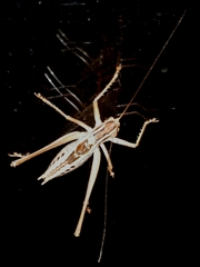 Metaballus brevipennis