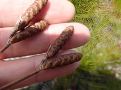 Nevillea obtusissima