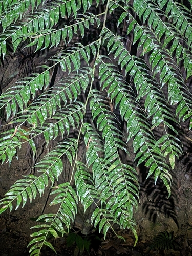 Rebecca Tree Fern (Gymnosphaera rebeccae)