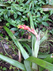 Guzmania donnell-smithii