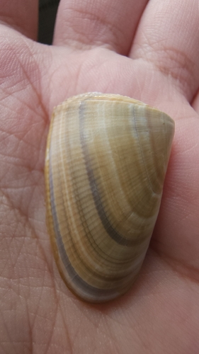 Donax hanleyanus