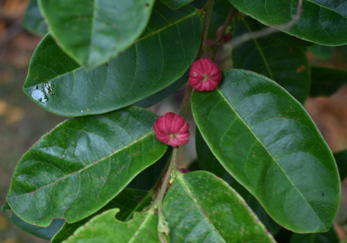 Glochidion hylandii, 2025-11-16