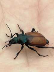 Calosoma rufipenne