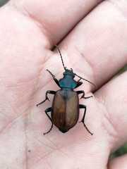 Calosoma rufipenne