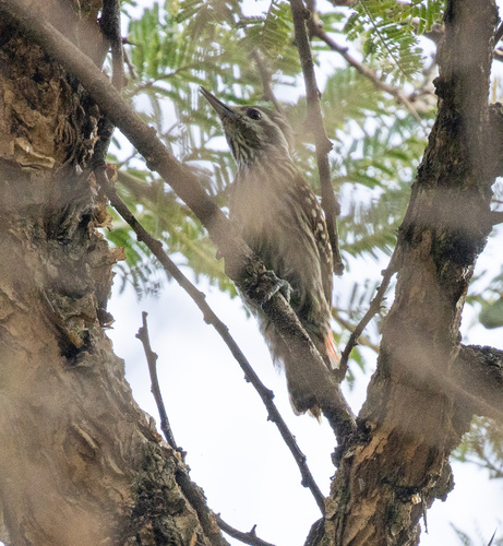 Abyssinian Woodpecker (Dendropicos abyssinicus), photo 7