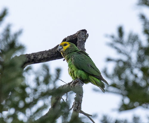 Yellow-fronted Parrot (Poicephalus flavifrons), photo 6