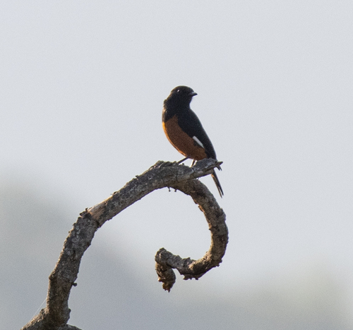 White-winged Cliff Chat (Monticola semirufus), photo 10