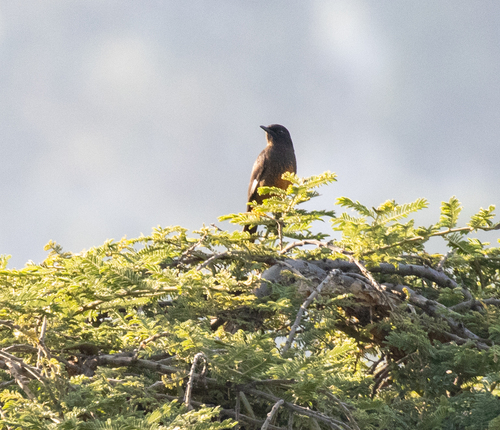 White-winged Cliff Chat (Monticola semirufus), photo 8