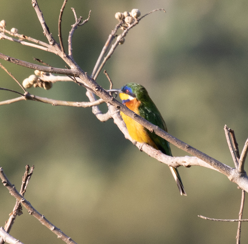 Ethiopian Bee-eater (Merops lafresnayii), photo 10