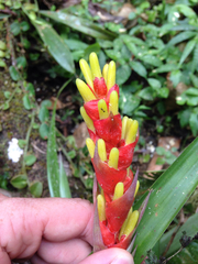 Guzmania donnell-smithii