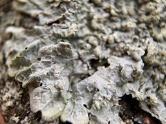 Crespoa crozalsiana