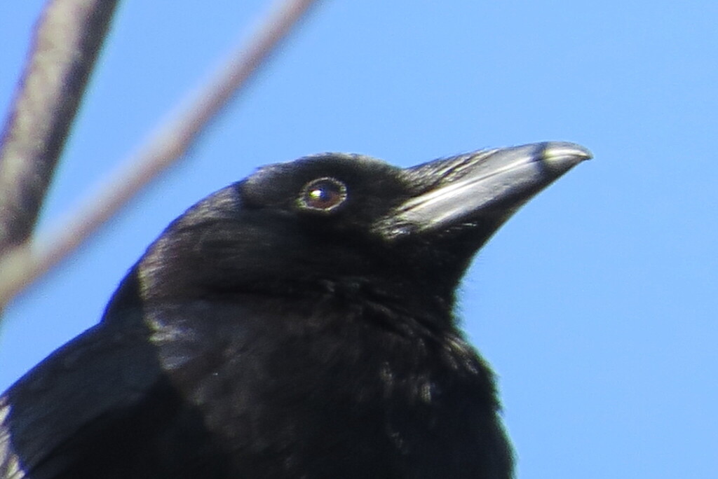 January Crow American Crow from Collier County Park, Ramona, CA 92065, USA on ...