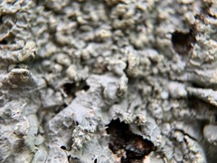 Crespoa crozalsiana