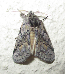 Leptolepida varians