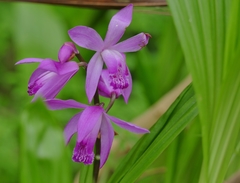 Bletilla striata