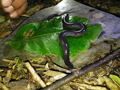 Dermophis